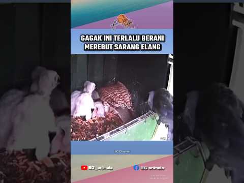 Momen Gagak rebut paksa sarang elang dan membu4ng an4k-an4knya #animalsfact