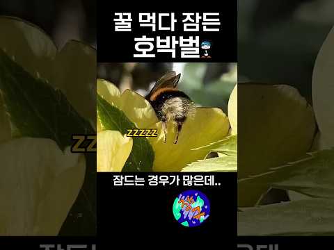 꽃에서 잠드는 귀여운 호박벌  #동물 #이건몰랐지 #상식적인 #지식 #정보 #무엇 #귀여운