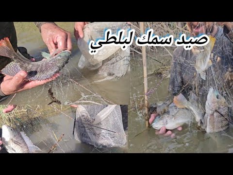 صيد سمك 🐟البلطي في نهر ديالى 😍