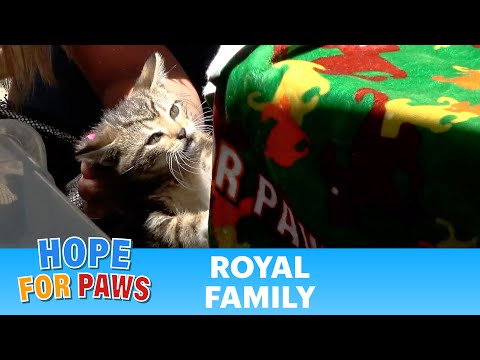 Father's Day rescue of the royal family. 🐱🐱🐈‍⬛🐈‍⬛🐈‍⬛
