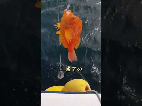 変魚を深海まで落し泳がせてみた結果がエグい