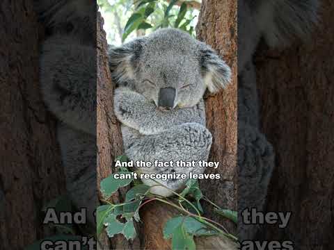 Koala Is The Dumbest Animal In The World
