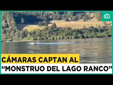 El "Monstruo del Lago Ranco": Este sería el verdadero animal captado en Los Ríos