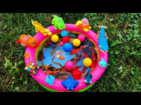 Fishing for ornamental fish in ponds, big catfish, colorful fish, lobsters, turtles, eels, ducks