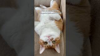 🦃X🐱 ....#gatosengraçados #adoteumgatinho #perudenatal #feliznatal