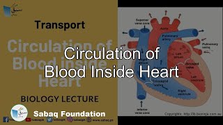 Circulation of Blood Inside Heart