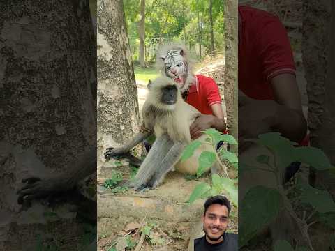 Monkey k sath fun 😂 #funny #monkey #comedy #animals #music #kabootarba #funnyanimals #funnypets