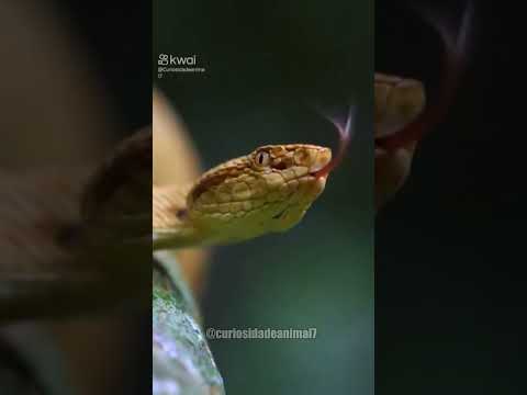 Cobras no brasil