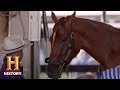 Horseshoeing Techniques and Experiences