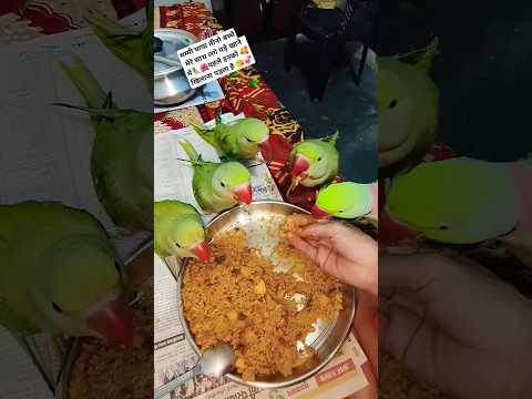 #parrot #mithun #talkingparrot #greenparrot #birds #shorts #ytshorts #talking #alex #somendradeepak