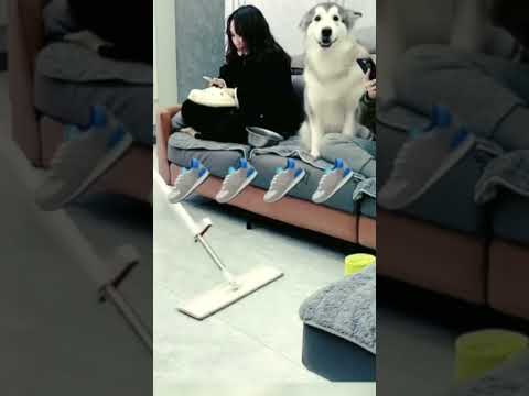How This Dog Is Showing Here Is Vacuuming Put Your Things Up