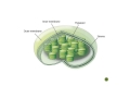 Photosynthesis Concepts and Processes