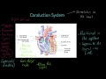 Understanding the Heart's Conduction System