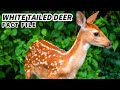 Understanding White-Tailed Deer Behavior