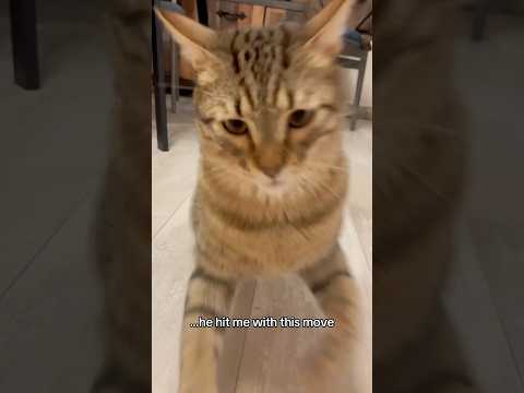 That was pawsonal! #viral #shortvideo #youtube