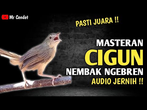 MASTERAN CIGUN NEMBAK NGEBREN || AUDIO JERNIH !!