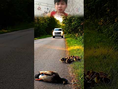 Rescue Duck #petshub