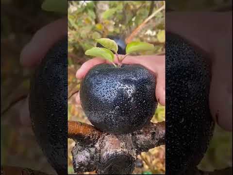 Никогда не ешь это ЯБЛОКО! 😱🍎
