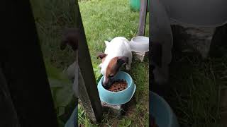 Jack Russell terrier Treisy and Azzuro ❤️ #jackrussellterrier