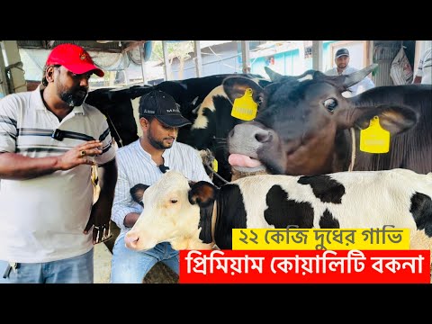 প্রিমিয়াম কোয়ালিটি বকনা বাছুর ও ২২ কেজি দুধের গাভি চিনবেন কিভাবে আর দাম কেমন ??