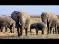 Elephants and Genetic Conservation