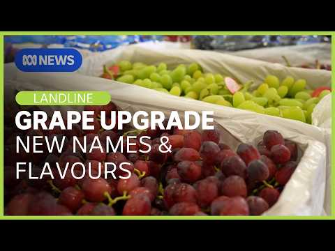 YouTube video thumbnail: The new Varieties of Table Grapes Transforming the Sector