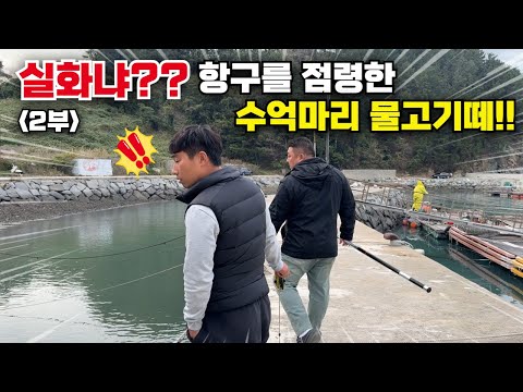 실화냐?? 항구를 점령한 수억마리 물고기떼!!! 믿을 수 없는 결과에 맛있는 술안주 널렸다!! 겨울 최고 인기 해산물~