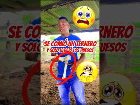 SE COMIÓ UN TERNERO Y SOLO LE DEJÓ LOS HUESITOS