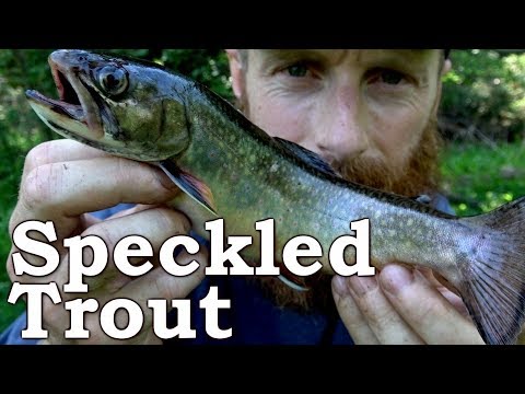 Catch and Cook Wild SPECKLED TROUT - Fish & Forage FOOD in the FOREST! - Stinging Nettle, Marigold