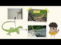 Exploring Animal Adaptations for Survival