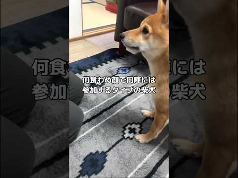 円陣にはとりあえず参加するタイプ #柴犬 #柴犬のいる暮らし #shorts