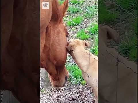 Beautiful Friendship Horse and Dog - Via cavalariabrasileira
