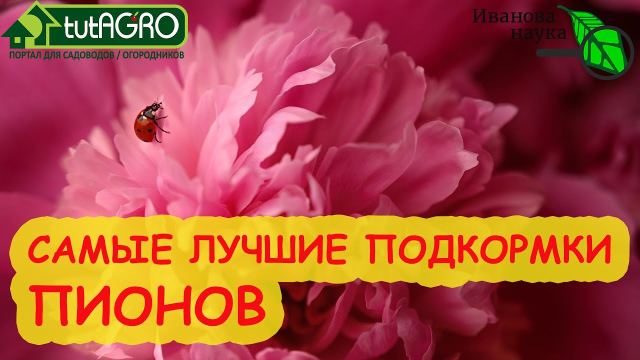 Даже старые расцветут как новые! Для самых лучших пионов - эти подкормки. От бесплатных до особых!