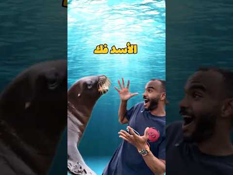 قصة قلبت أمريكا! هجوم أسد البحر على راكب أمواج في وسط المحيط🤯 #غوص #modrar #diving