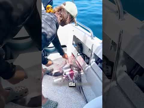 Giải Mã Kỹ Thuật Câu Cá Cờ Khổng Lồ Đầy Hiệu Quả!