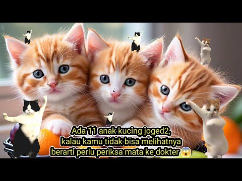 Tebak anak kucing meong-meong lucu, upin ipin, layangan, skibidi toilet, kucing, anomali,