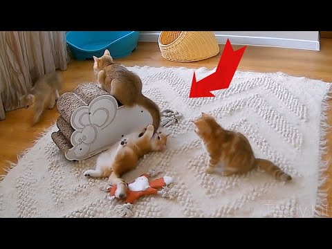 Bassi's tail is in danger 😀 Kittens don't let their mother sleep even at night