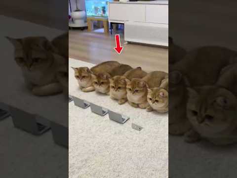 The happiest cats in the world ❤️
