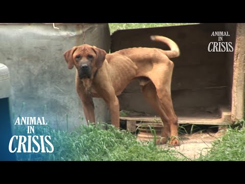 Dogs Abandoned In Woods Starve To Death... Rescue Can't Wait