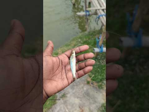 I had a wonderful day saving a piece of nature! Amazing Gulsha fish 🐟 #shorts #fish #animals