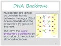 DNA Structure and Function Concepts
