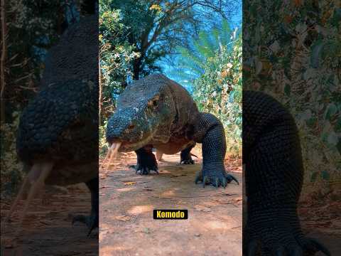 ¡Dragon de Komodo Intenta Cazar Ciervo! #dragondekomo #vs #ciervo #animalessalvajes