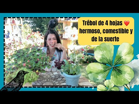 Trébol de cuatro hojas! Hermoso y comestible 😁 todo sobre los Oxalis, planta de la suerte