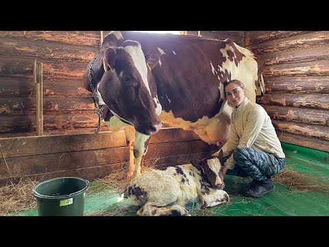 Отёл Айрширской коровы в поле.Очень крупный телёнок.Помогаю Бусе