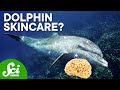 Dolphin Behavior and Skincare Routine