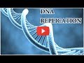 Exploring the Fundamentals of DNA Replication