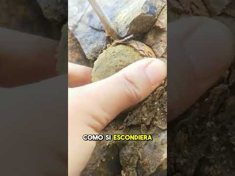 Encontró el hallazgo mas RARO DEL DIA 😱🥚