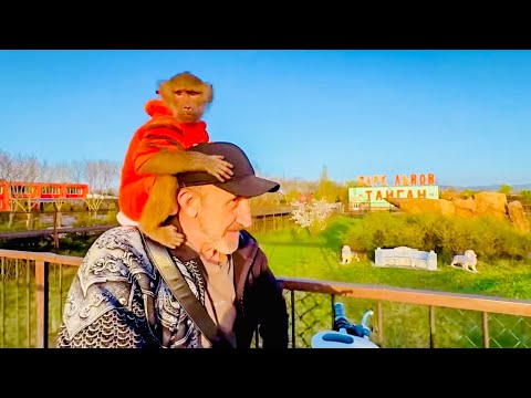 Тигра-Люся пока доедет до своей семью, съест все вкусняшки)