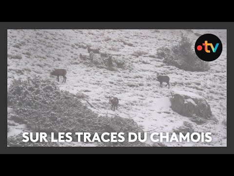 Sur les traces du chamois avec le photographe animalier Corentin Esmieu