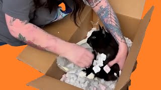 Se gastó 3.000 dólares en congelar a su gato